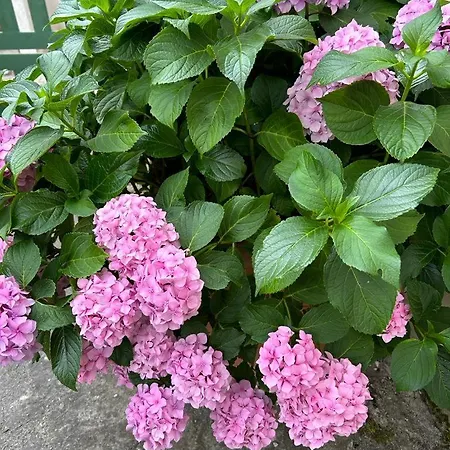 Casa Val Di Rose 度假居 奇维泰拉阿尔费德纳