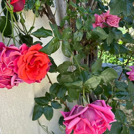 Casa Val Di Rose Civitella Alfedena