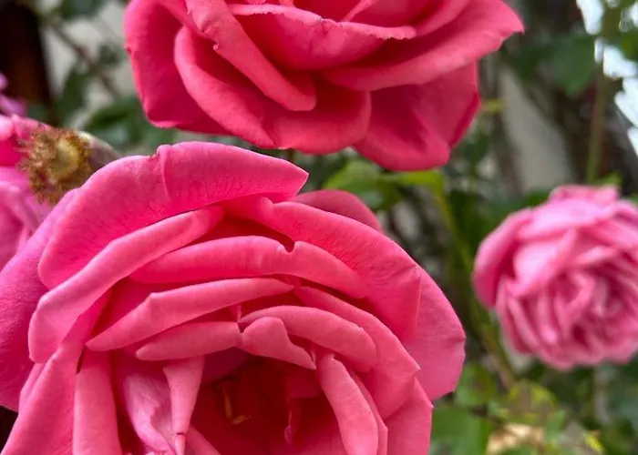 Casa Val Di Rose 치비텔라 알페데나