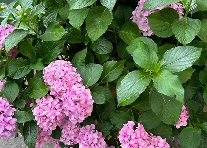 Casa Val Di Rose 펜션 치비텔라 알페데나